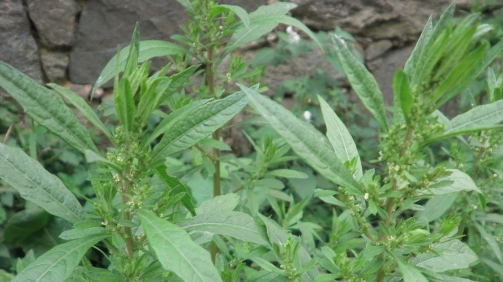 Dysphania ambrosioides (L.) Mosyakin & Clemants (Paíco)